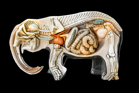 结构骨架大象图片
