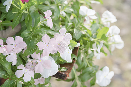 美丽的粉红白鲜花房子植物群花园凉棚紫色树叶牵牛花园艺宏观植物图片