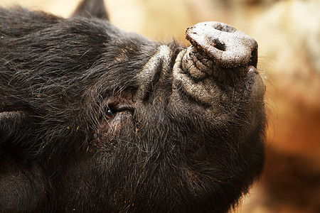 猪水平鼻子动物手表头发棕色野生动物黑色哺乳动物公猪图片
