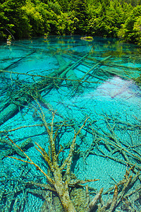吉祖海古池塘天蓝色反射遗产荒野绿色蓝色森林吸引力树木图片