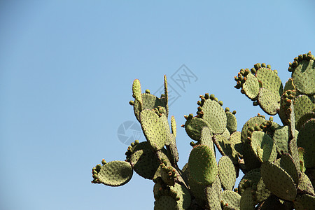 Opuntia 仙人掌环境植物绿色水平荒野旅游蓝色天空沙漠图片