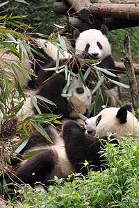 熊猫吃配种野生动物幼兽动物食物白色濒危生活旅游动物园图片