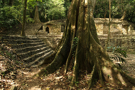 Palenque 帕伦卡地标文化遗产上帝宗教考古学寺庙森林历史性热带图片