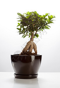 邦萨棕色居住植物白色地球绿色桌子树叶坡度背景图片