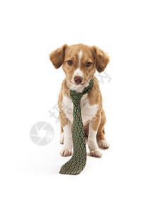 穿领带的可爱狗商业主题宠爱宠物个性棕色家畜动物白色哺乳动物图片