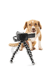 狗在看摄像机三脚架娱乐宠爱主题艺术设备棕色电影动物技术图片