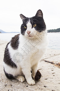 海边的猫摄影动物家畜纯种猫宠物小猫食肉黑色毛皮哺乳动物图片