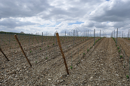 法国的葡萄园农村藤蔓葡萄常委风土栽培图片