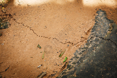 成群的蚂蚁昆虫群勘探黄色家族昆虫合作组织团队动物殖民地图片