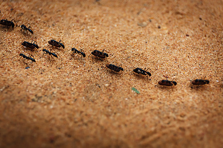 成群的蚂蚁组织动物金色殖民地黄色主题团队野生动物宏观勘探图片