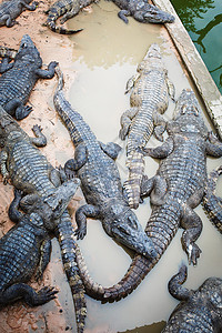 柬埔寨大型鳄鱼爬虫动物气候动物园危险旅游主题侵略宠物文化图片