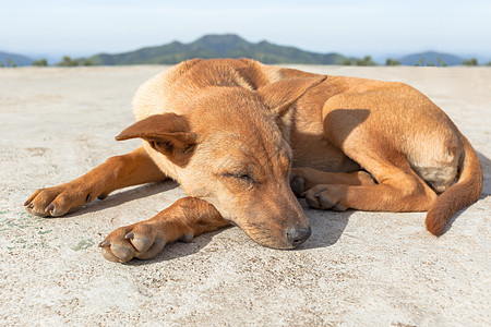 睡在地上的棕色狗的肖像图片