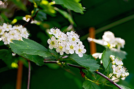 霍唐花花花瓣季节性叶子植物群植物白色生活绿色刷子香水图片