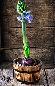 春开花季节培育植物学发芽生长乡村园艺植物叶子灯泡图片