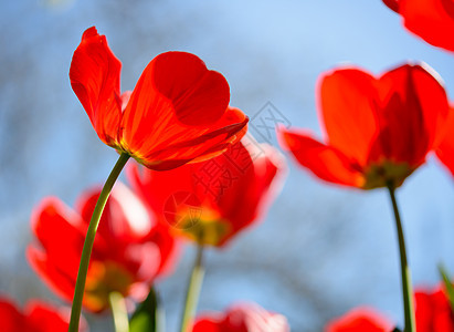 明亮的阳光下的春光下田地美丽的红色郁金香天空草地晴天公园季节花瓣植物叶子场地蓝色图片