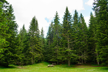 黑山国家公园Durmitor的Fir Fir树林图片