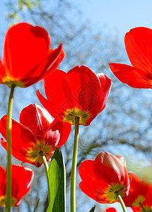 明亮的阳光下的春光下田地美丽的红色郁金香花瓣草地植物群天空蓝色公园植物季节晴天场地图片