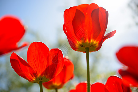 明亮的阳光下的春光下田地美丽的红色郁金香场地叶子晴天蓝色花瓣草地天空植物群公园季节图片