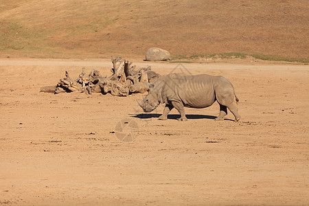 白非洲犀牛象牙哺乳动物动物食草嘴巴野生动物长草濒危喇叭角兽图片
