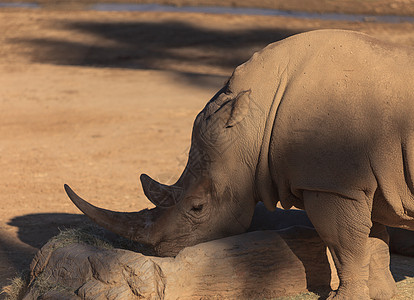 白非洲犀牛野生动物动物濒危角兽食草长草喇叭嘴巴象牙哺乳动物图片