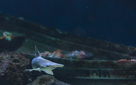 锤头鲨鱼海洋沉船海景扇形危险锤子灰色动物热带珊瑚图片
