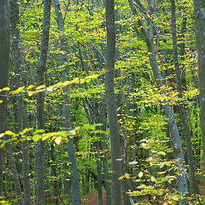 绿林季节叶子丛林树叶荒野晴天农村娱乐橡木木头图片