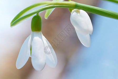 春雪花花生活生长季节植物学植物群花束团体花瓣花园植物图片