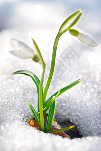 春雪花花团体季节生长草地叶子公园植物群生活森林阳光图片