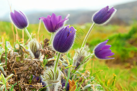 花朵蓝色场地野花植物群叶子公园紫色荒野生长园艺图片