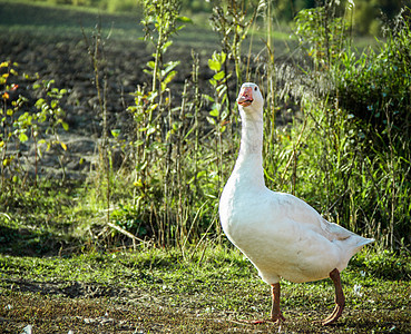 白鹅散步生物野生动物动物群场地生活草地农家院橙子鸭子脖子图片
