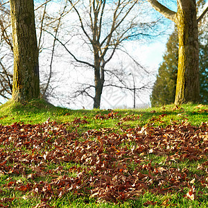 秋季公园树叶天空叶子场景树木植物阳光晴天环境橙子图片
