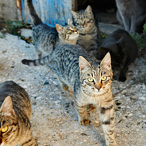 一群猫猫虎斑宠物短发黑色猫科流浪剥离绿色团体条纹图片