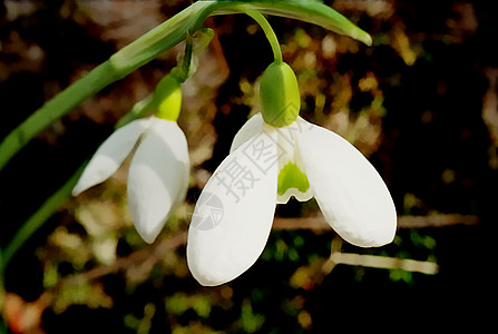 雪滴 加兰特胡斯尼瓦利斯雪花叶子绝壁森林莲属草地植物太阳花瓣植物学图片