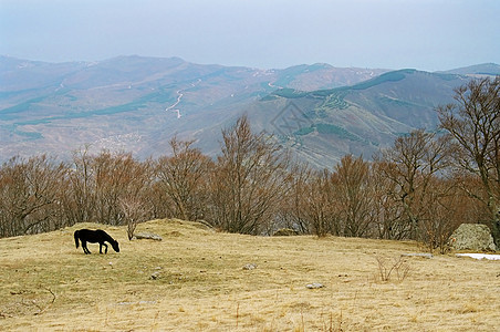 孤单的马在山边图片