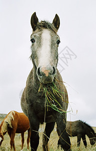 马在嚼草城市身体马蹄铁尾巴农业牛仔草地毛皮土地场景图片