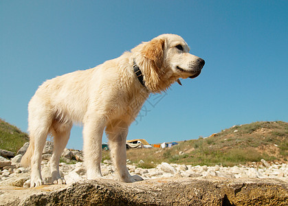 海岸上的金猎人耐力毛皮工作室幸福犬类哺乳动物金子蓝色动物猎犬图片