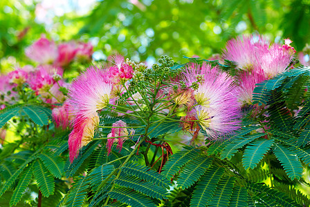 鲜花叶子桉树徽章千层种子狂欢节过敏衬套旅行花粉图片