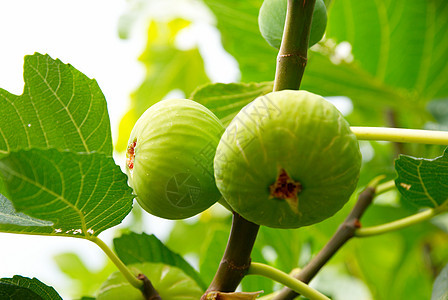 树上的绿色无花果农场宏观食谱水果植物学营养食物植物种子叶子图片