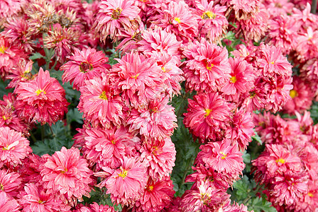 粉红菊花田植物花束植物群宏观花园紫色雏菊季节花瓣礼物图片