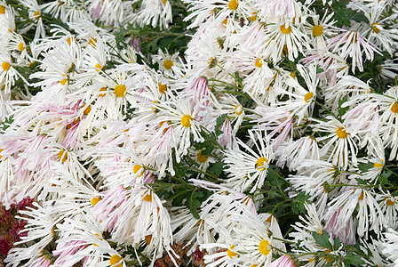 白菊花田花瓣雏菊礼物植物宏观季节植物群洋甘菊花园生日背景图片