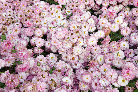 甜的粉红菊花植物群季节花园晴天植物花瓣花束礼物洋甘菊紫色图片