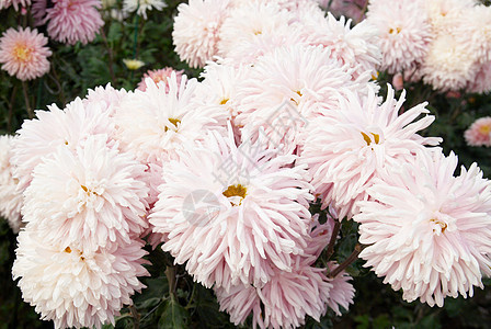 甜的粉红菊花植物花瓣礼物甘菊季节晴天花园雏菊紫色宏观图片