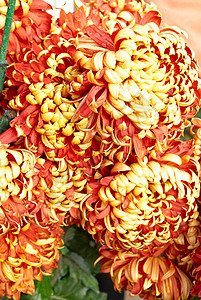 红黄色橙色菊花洋甘菊生日晴天宏观礼物花束植物群植物季节雏菊图片