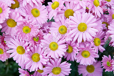 甜的粉红菊花植物洋甘菊宏观紫色花园甘菊晴天植物群礼物季节图片
