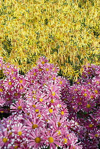 两个颜色的菊花田植物洋甘菊植物群花园季节紫色甘菊礼物雏菊晴天图片