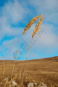 蓝色天空的黄羽草季节太阳环境土地场地农场羽毛晴天国家植物图片