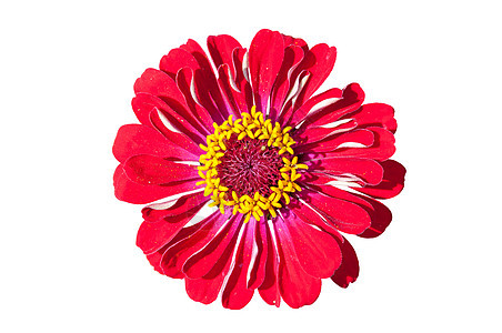 白色背景的红色Gerbera花朵图片