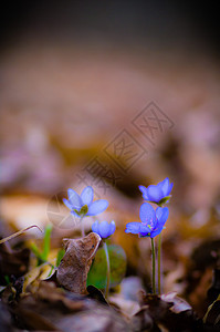 花朵季节花园蓝色植物草地植物群环境叶子紫色场地图片