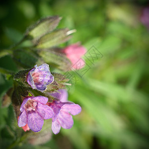 花朵季节植物花园宏观花瓣叶子蓝色植物群天空紫色图片