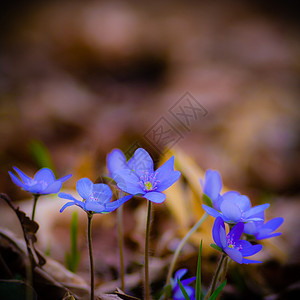 花朵植物蓝色花园叶子场地植物群雏菊花瓣季节草地图片